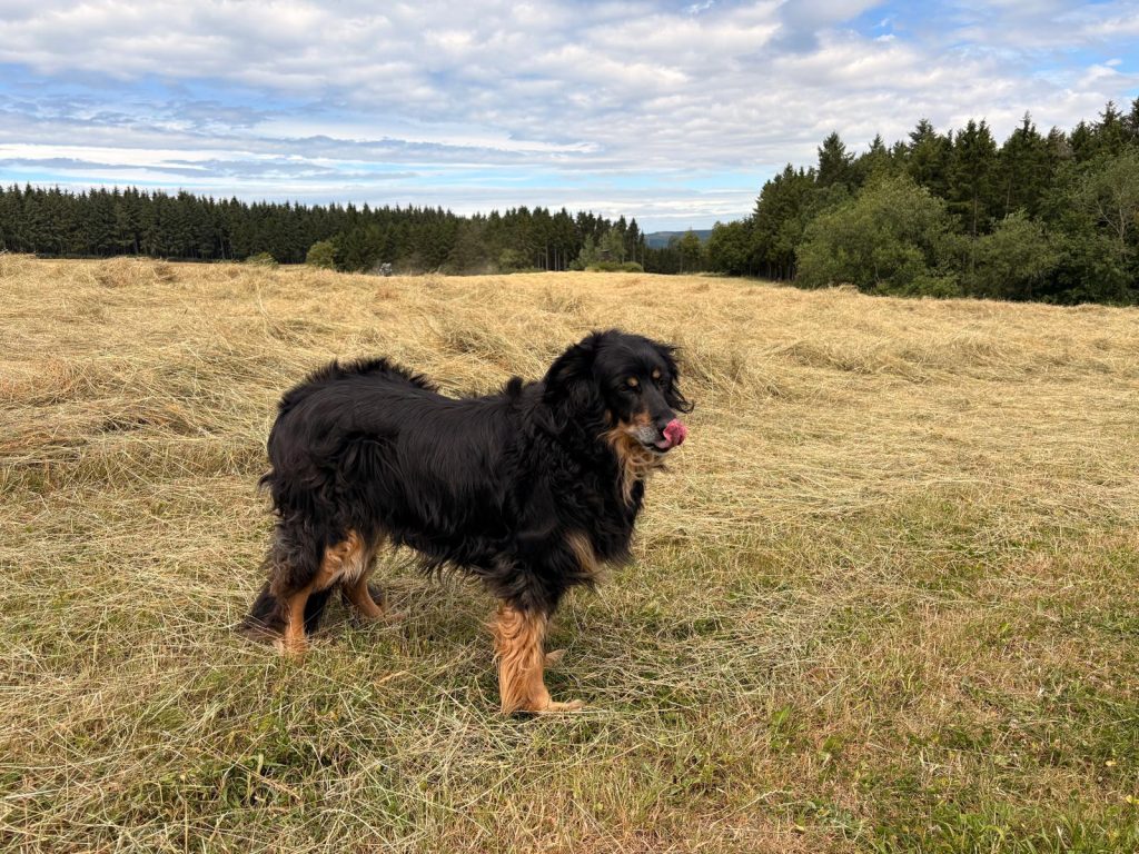 Bonnie im Herbst 2026